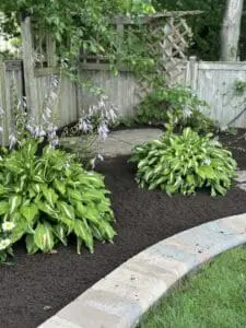 Landscape design with two hosta plants
