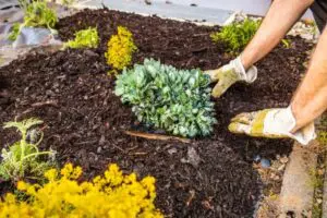 Man placing mulch around plants