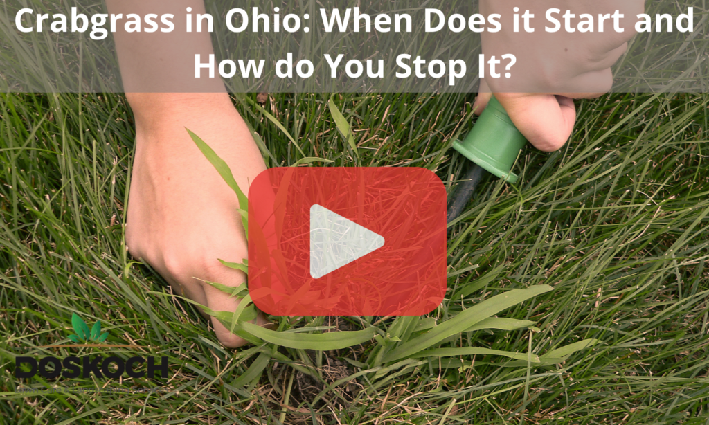 Person with knife is taking out grabgrass. Red play button overlay and Dosckoch logo.