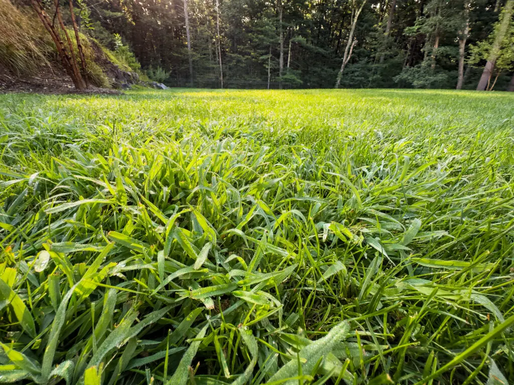 Crabgrass spreading  in grass.