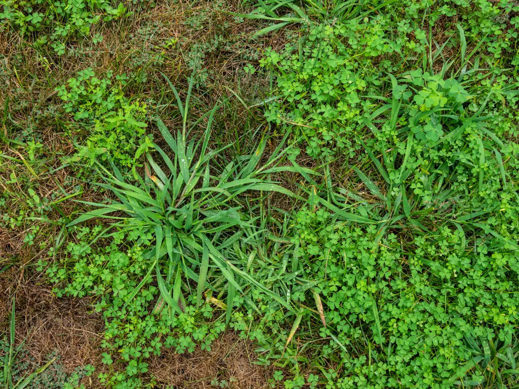 Close up of unkept yard full of crabgrass.