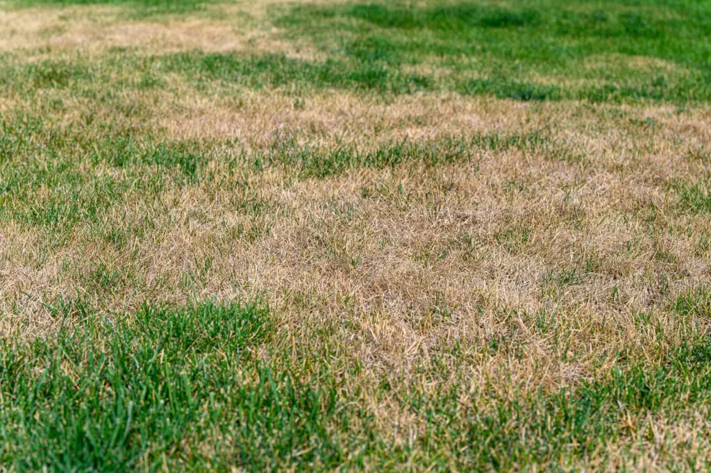 Patchy grass, lawn in bad condition and need maintenance. 