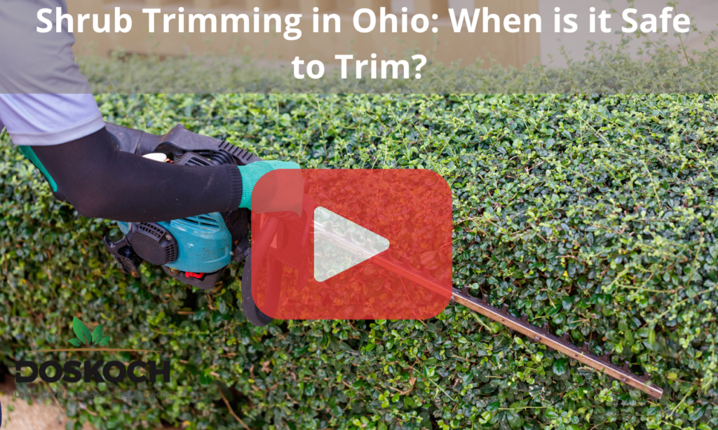 Trimming shrubs with tool, red play buttom overlay and Doskoch logo.