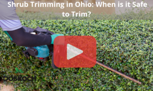 Trimming shrubs with tool, red play buttom overlay and Doskoch logo.