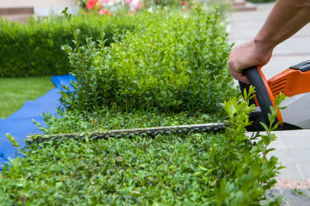 Man trimming bushes with hedge trimmer.