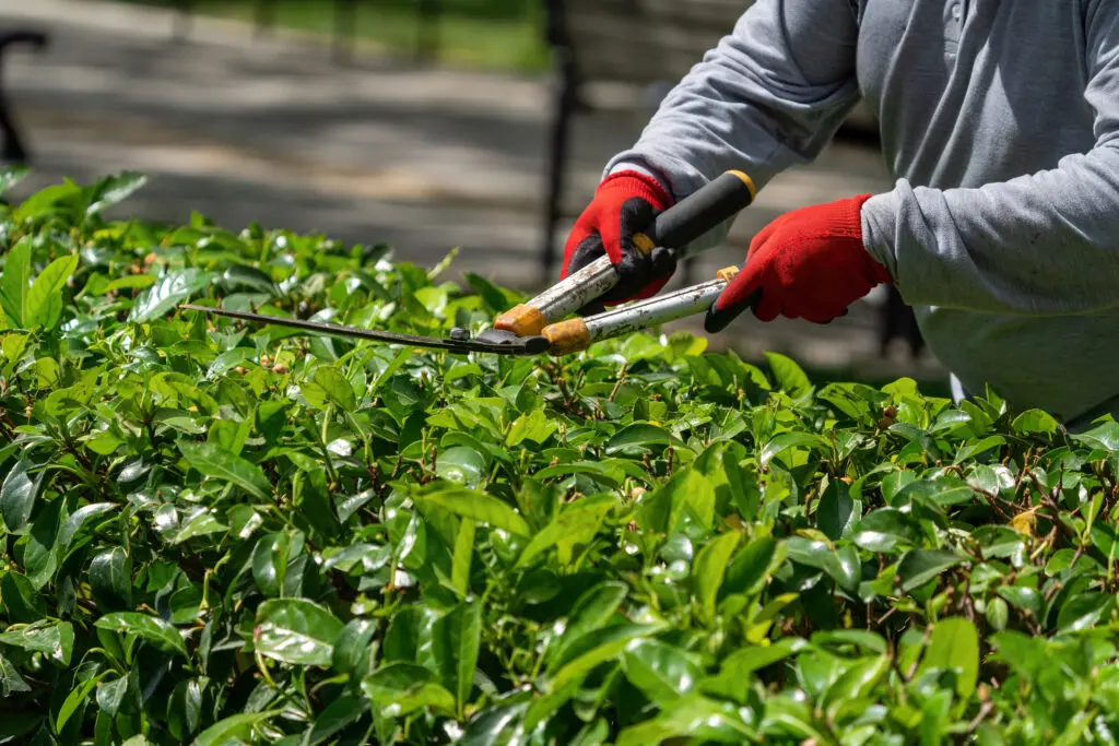 Person trimming shrubs with scissors.