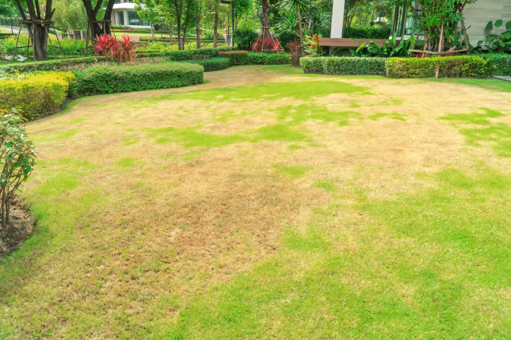 Damaged lawn with lots of patches.