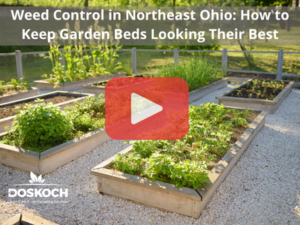 View of garden beds. Red play button overlay, Doskoch logo. Words: Weed Control in Northeast Ohio: How to Keep Garden Beds Looking Their Best
