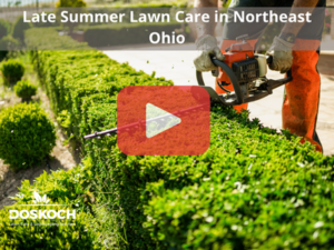 Person trimming shrubs. Red play buttom overlay and Doskoch logo. Words: Late Summer Lawn Care in Northeast Ohio.