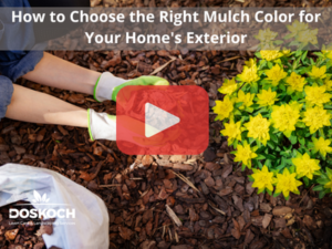 Person putting down mulch next to flowers. Red play button overlay and Doskoch logo. Words: How to Choose the Right Mulch Color for Your Home's Exterior