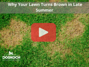 Brown patches on grass. Red play buttom overlay and Doskoch logo.