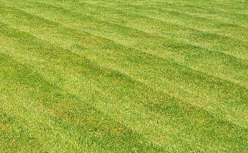 Mowed Lawn