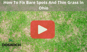 Top view of grass with bare spots. Red play buttom overlay and words: How to Fix Bare Spots and Thin Grass in Ohio.