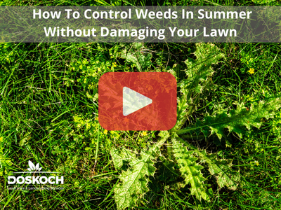 Close up of weeds on yard. Red play buttom overlay and Doskoch logo.