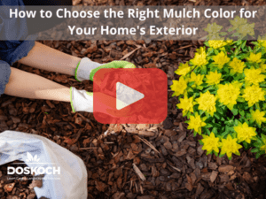 Person putting down mulch next to flowers. Red play button overlay and Doskoch logo. Words: How to Choose the Right Mulch Color for Your Home's Exterior