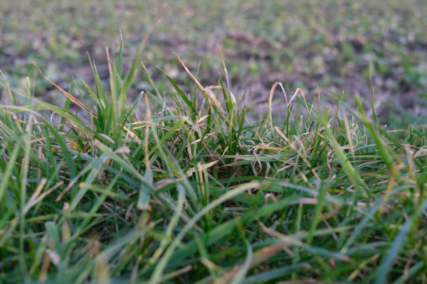 Brown dead grass.