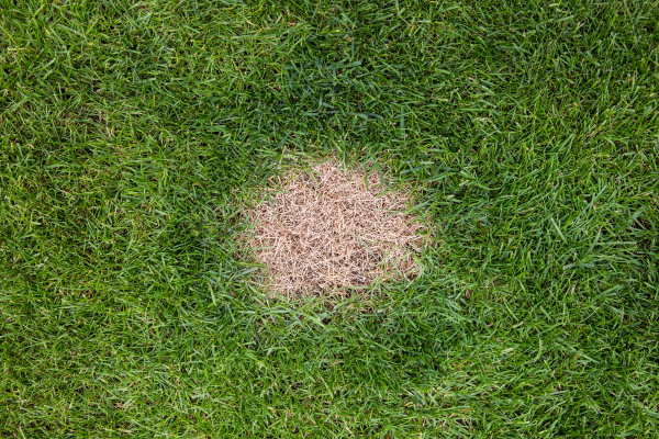 Brown spot on grass.