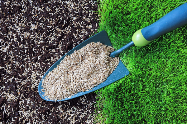 Small shovel full of seeds.