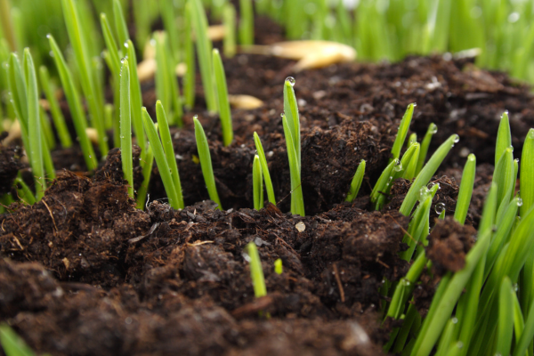 Close up of grass growing.
