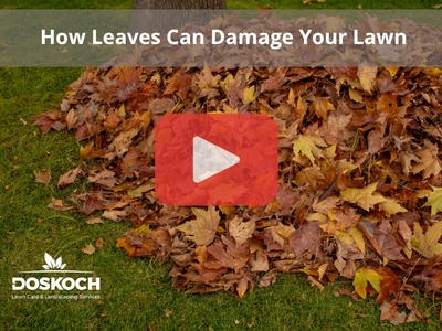 Deas leaves on yard. Red play buttom overlay and Doskoch logo.