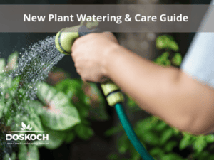 Person watering plants with a hose-