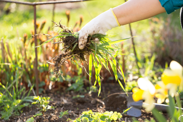 Person picking up weeds.