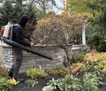 commerical fall cleanup Landscaping worker using a backpack leaf blower to clean mulch beds and shrubs during fall yard cleanup