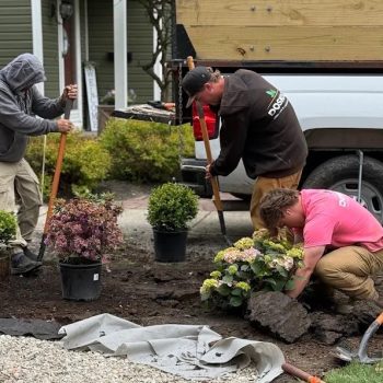 Shrub Planting Landscaping crew planting shrubs and flowers in a residential front yard while preparing soil and installing new landscape beds.